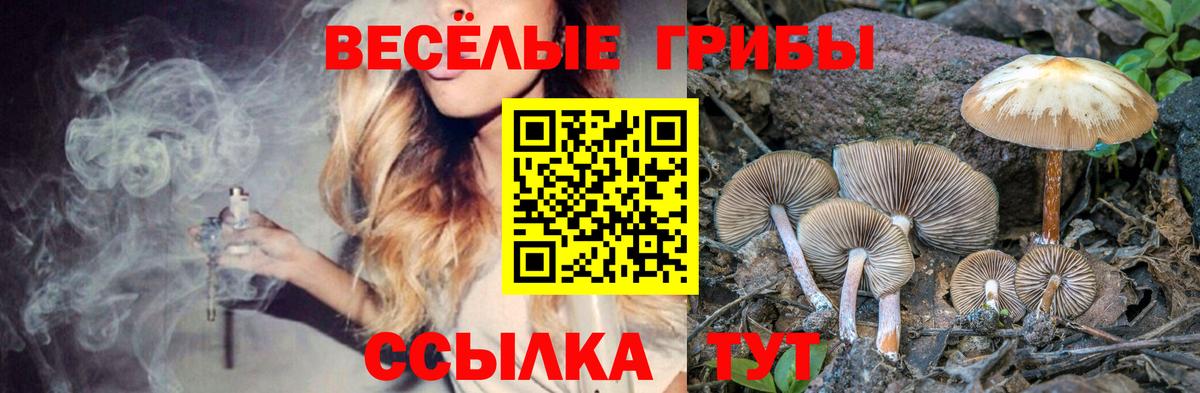 Псилоцибиновые грибы прущие грибы Тихвин